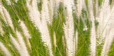 Çeşme otu veya pennisetum alopecuroides
