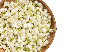 Beyaz arka planda Tayland yasemin çiçeği.