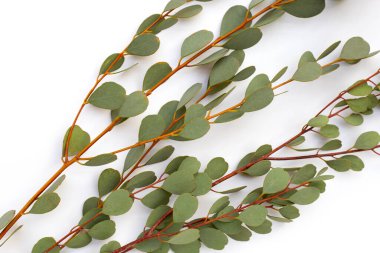 Beyaz arka planda okaliptüs yaprakları. Yeşil yaprak dalları.