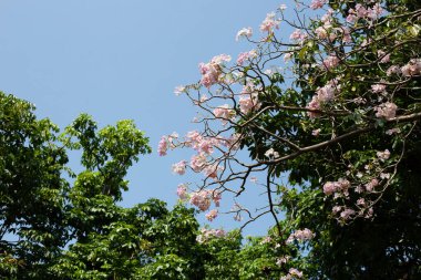 Trompet Ağacı, Pembe Poui, Yeni Dünya Trompeti, Rosy Trompet