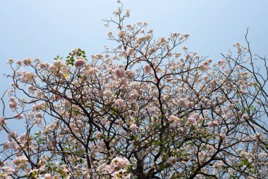 Trompet Ağacı, Pembe Poui, Yeni Dünya Trompeti, Rosy Trompet