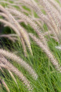 Çeşme otu veya pennisetum alopecuroides