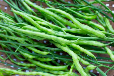 Rat-tailed radish. Fresh organic vegetables