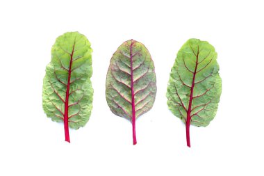 Taze İsviçre pazı yaprakları. Bebek yaprağı İsviçre pazarı