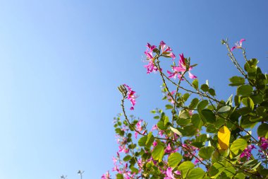 Bauhinia purpurea tree with pink flower