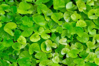 Bahçede yetişen Gotu Kola bitkisi