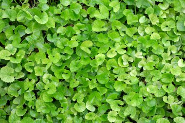 Bahçede yetişen Gotu Kola bitkisi