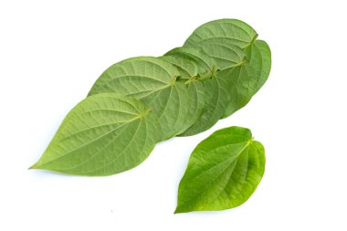 Yeşil tembul yaprakları, taze piper betle beyaz arka plan üzerinde