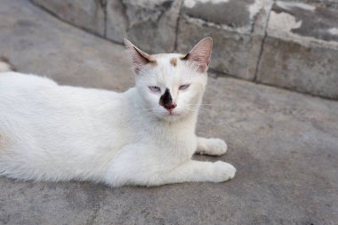 Beton zeminde beyaz kedi