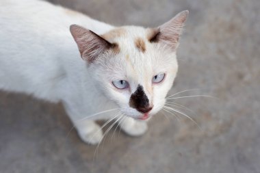 Beton zeminde yürüyen beyaz kedi