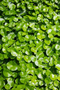 Centella asiatica (gotu kola). Taze yeşil yapraklı bitki arka planı.