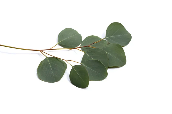 Green Leaves Eucalyptus White — Zdjęcie stockowe