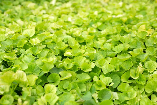 Gotu Kola Herb Plant Garden — Stock Photo, Image
