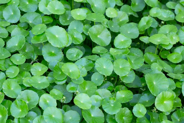 Fresh Green Nature Herb Leaves Centella Asiatica Gotu Kola — Stock Photo, Image