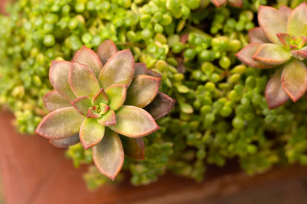 Tencerede nefis bir lezzet