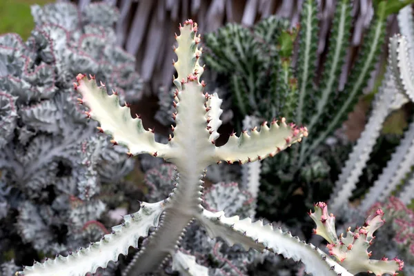 Witte Spook Cactus Euphorbia Lactea — Stockfoto