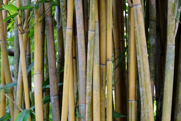 Yellow Bamboo Tree Garden — Stock Photo, Image