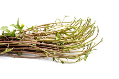 Beyaz zemin üzerinde su konvülvüsü ya da su ıspanağı.