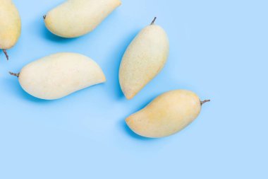 Tropik meyve, mavi arkaplanda mango..