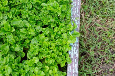 Brezilya Ispanak bitkisi sebze tarlasında