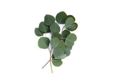 Green leaves of eucalyptus on white