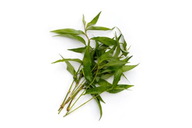 Vietnam kişniş yaprakları beyaz arka planda.