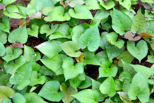 Green Leaves Sweet Potato Plant — Stock Photo, Image
