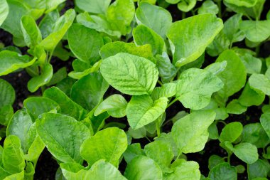 Bahçedeki yeşil çiçek.