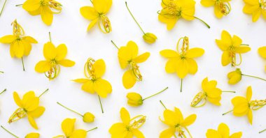 Beyaz arkaplanda Cassia fistül çiçeği.