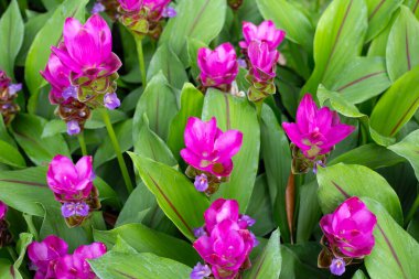 Curcuma sessilis bagaj bitkisinin pembe çiçeği