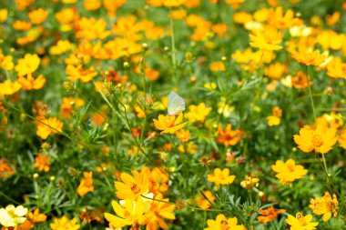 Sülfür kozmoslu kelebek mi yoksa sarı kozmos çiçeği mi?.