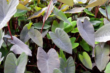 Siyah Fil. Kulak Bitkisi, Fil Kulak Kara Büyü