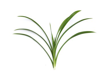 taze pandan beyaz zemin üzerine bırakır..