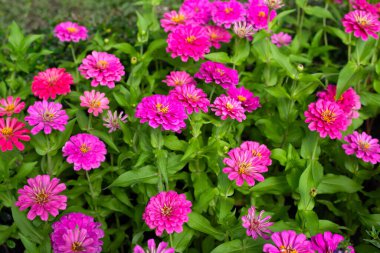 Bahçedeki zinnia çiçeği