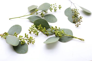 Beyaz arka planda okaliptüs yaprakları. Yeşil yaprak dalları.