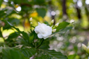 Crepe Jasmine, Doğu Hindistan Rosebay