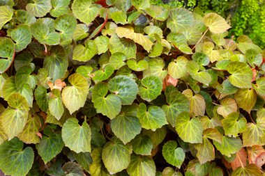 Begonia klorneura yaprakları bahçede.