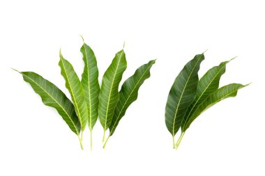 Mango yaprakları beyaz arkaplanda