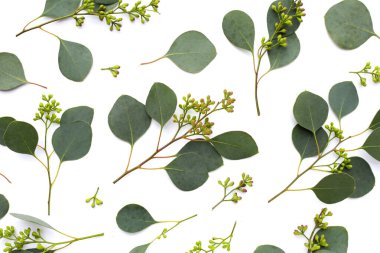 Beyaz arka planda okaliptüs yaprakları. Yeşil yaprak dalları.