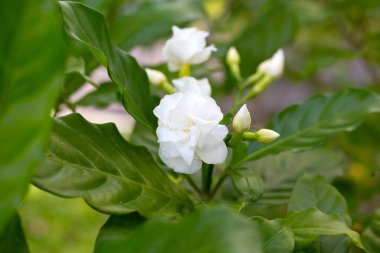 Crepe Jasmine, Doğu Hindistan Rosebay