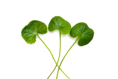 Beyaz arkaplanda yeni gotik kola yaprakları.