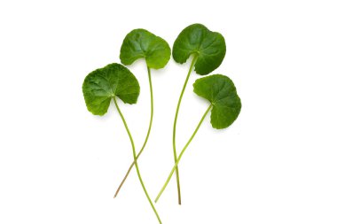 Beyaz arkaplanda yeni gotik kola yaprakları.