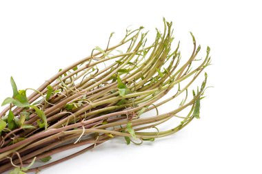 Beyaz zemin üzerinde su konvülvüsü ya da su ıspanağı.