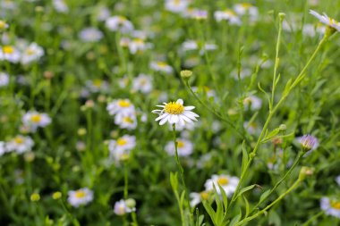 Marguerite beyaz çiçek, Marguerite Daisy