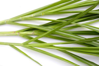 Beyaz arkaplanda şeker kamışı yaprakları.