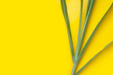 Sarı arka planda şeker kamışı yaprakları.