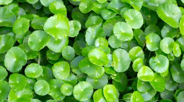 Centella asiatica (gotu kola). Taze yeşil yapraklı bitki arka planı.