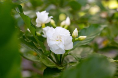 Crepe Jasmine, Doğu Hindistan Rosebay