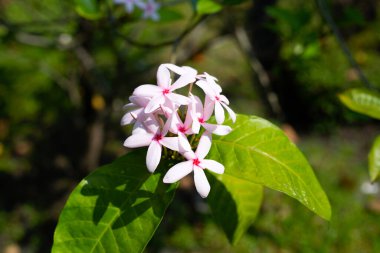 Kopsia meyveli pembe çiçek bahçede.