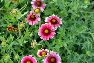 Firewheel, Hint battaniyesi, Battaniye çiçeği